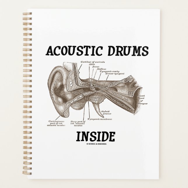 Acoustic Drums Inside Anatomy Of Human Ear Planner (Front)