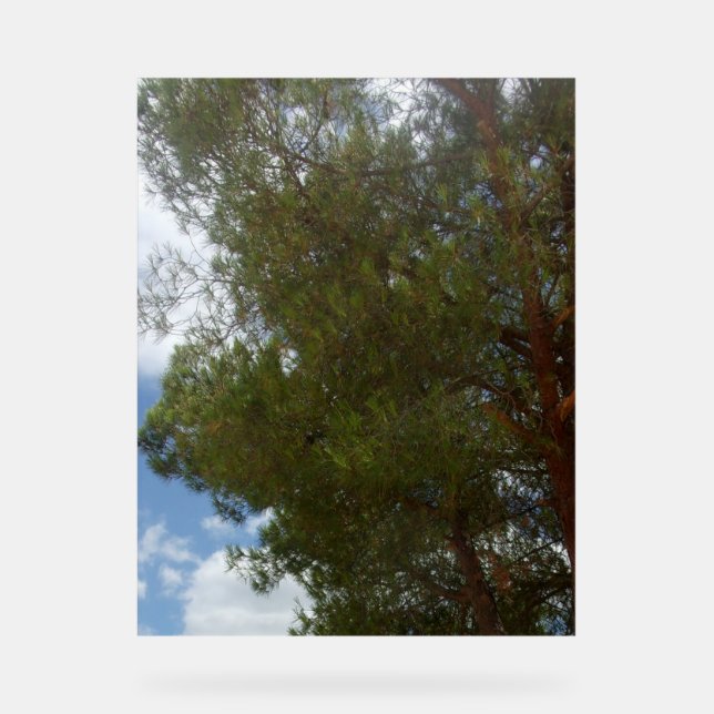 Acrylic Sign PHOTOGRAPH DESIGN (Front)