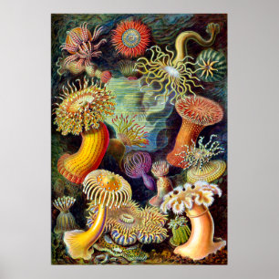Actiniae by Ernst Haeckel Poster