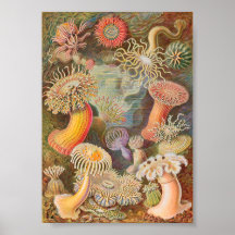 Actiniae Sea Anemones (Ernst Haeckel)