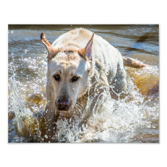 Active Yellow Labrador Splashing: Pet Photography Photo Print (Front)