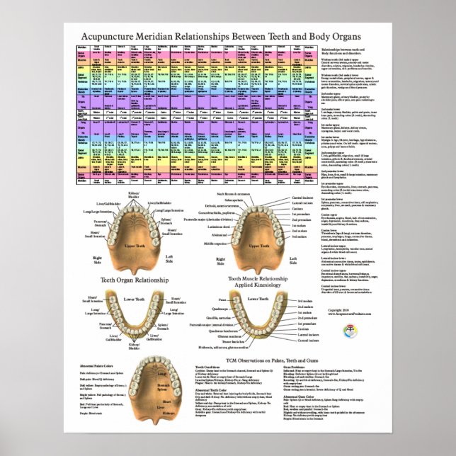 Acupuncture Dental Teeth Meridians Poster (Front)