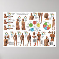 Acupuncture Meridian Points and Pathways Poster