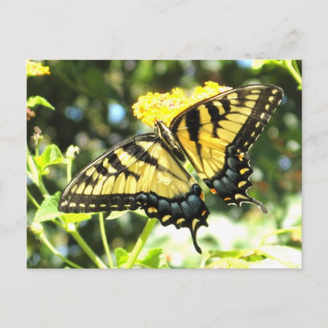 AD- Yellow Swallowtail Butterfly Postcard (Front)