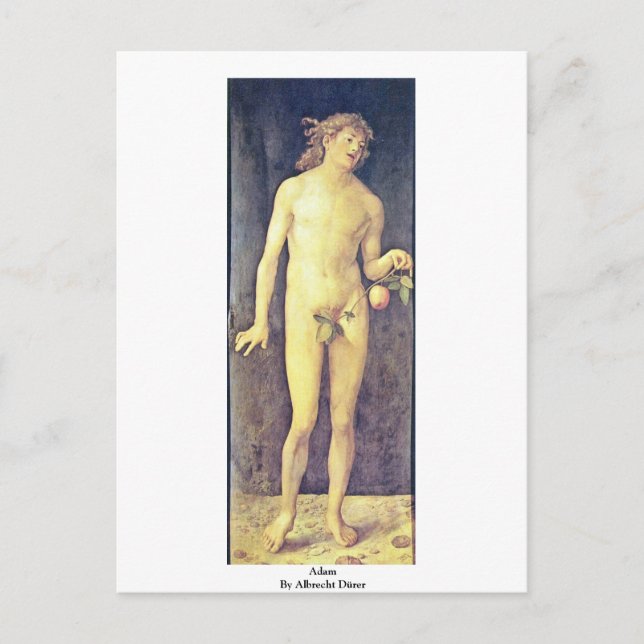 Adam By Albrecht Dürer Postcard (Front)