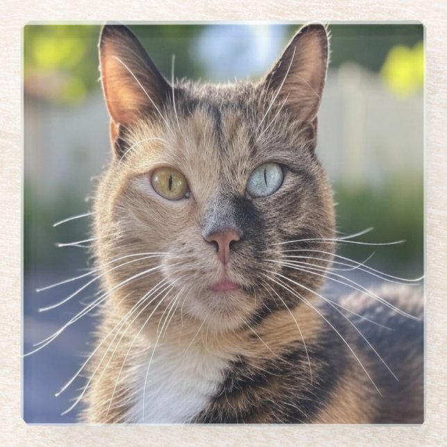 Add Cat Photo Customise Glass Coaster (Front)