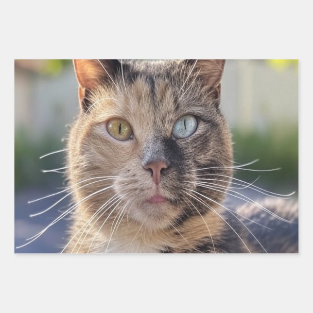 Add Cat Photo Customise Wrapping Paper Sheet (Front)