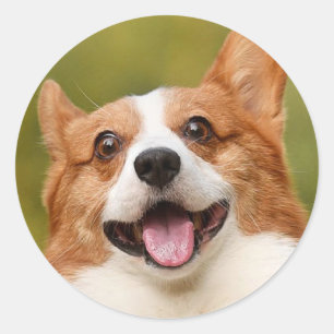 Add Dog Photo Personalised Customised Classic Round Sticker