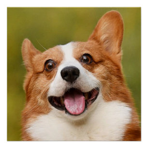 Add Dog Photo Personalised Customised Poster