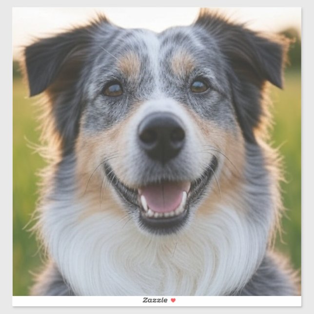 Add Pet Photo Customise (Sheet)
