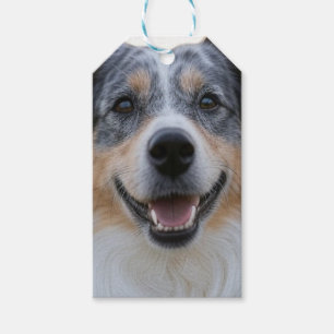 Add Pet Photo Customise Gift Tags