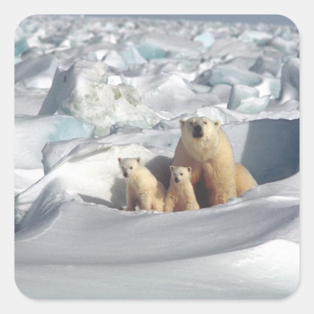 Add SLOGAN to Save Arctic Polar Bears Planet Ice Square Sticker (Front)