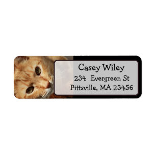 Add your Cat's Photo to this Address Label Return Address Label