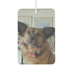 Add Your Favourite Dog Photos to these  Car Air Freshener