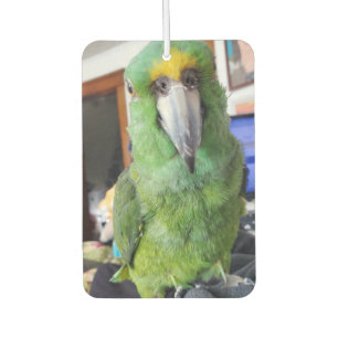 Add Your Favourite Parrot, Bird Photos to these  Car Air Freshener