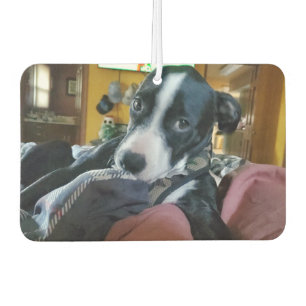 Add Your Favourite Puppy Photos to these  Car Air Freshener
