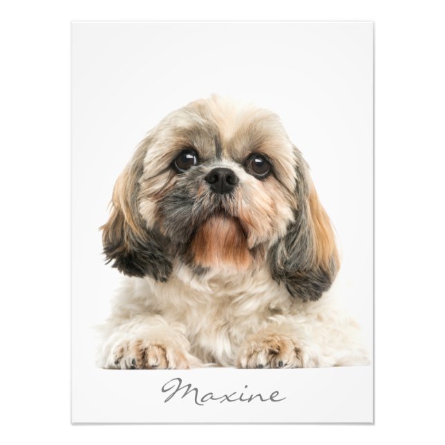 Add Your Pet Portrait Shih Tzu Dog Personalised Photo Print (Front)