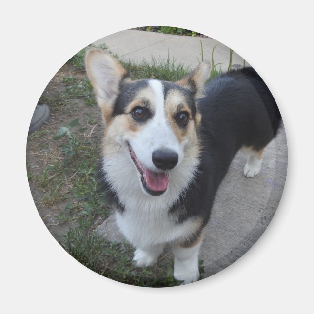 Add your Pet's Photo to this  Magnet (Front)