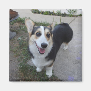 Add your Pet's Photo to this    Magnet