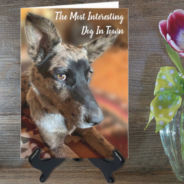 Add Your Photo Cattle Dog Belated Birthday Card (Creator Uploaded)