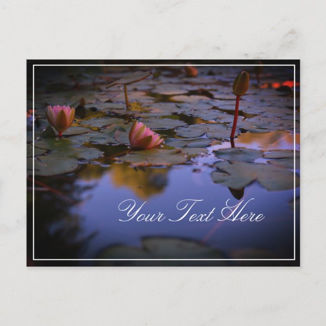 Add Your Text Water Lily Beautiful Postcard (Front)