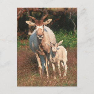 Addax / White Antelope / Screwhorne Antelope Postcard