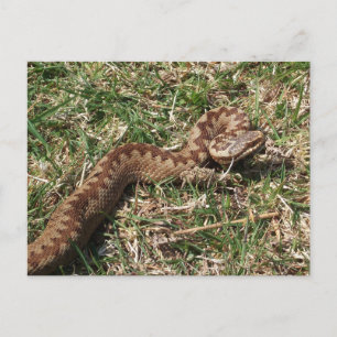 Adder Postcard