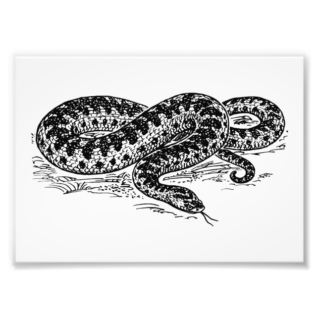 Adder Snake Photo Print (Front)