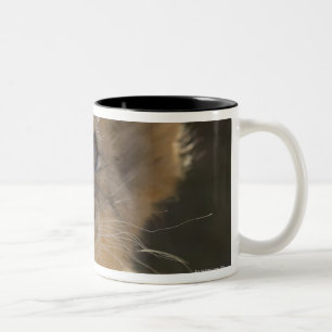 Addo Elephant National Park, Eastern Cape Two-Tone Coffee Mug