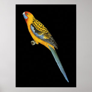 Adelaide Rosella - Platycerus elegans adelaidae Poster
