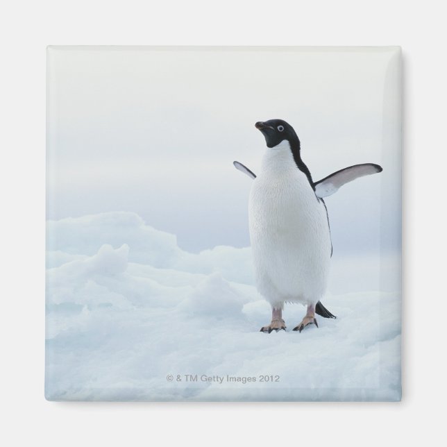 Adelie penguin, Antarctica Magnet (Front)