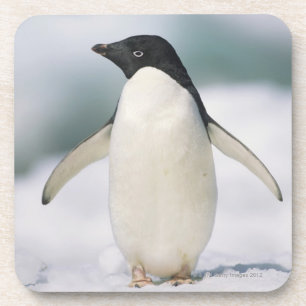 Adelie penguin, close-up coaster