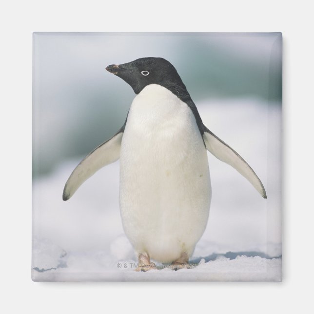 Adelie penguin, close-up magnet (Front)