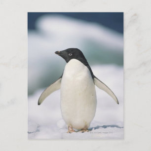 Adelie penguin, close-up postcard