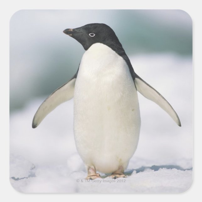 Adelie penguin, close-up square sticker (Front)