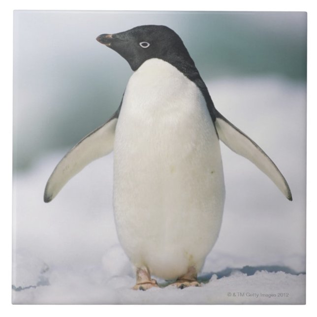 Adelie penguin, close-up tile (Front)