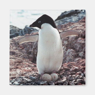 Adelie Penguin Nest Magnet