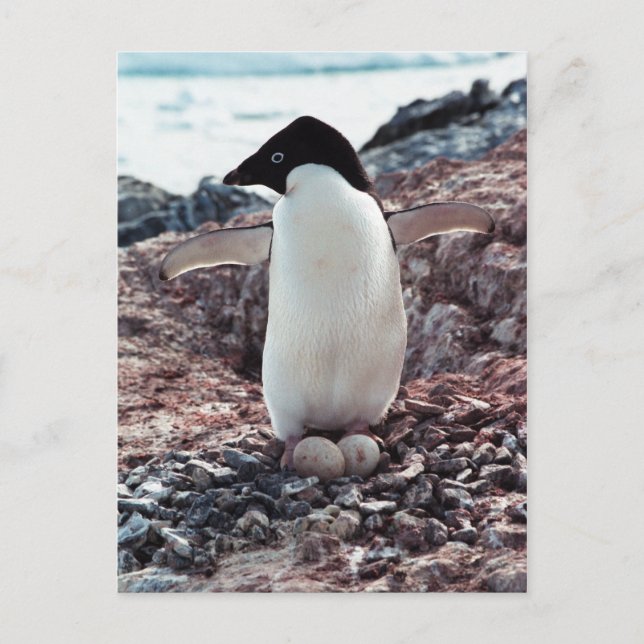 Adelie Penguin Nest Postcard (Front)