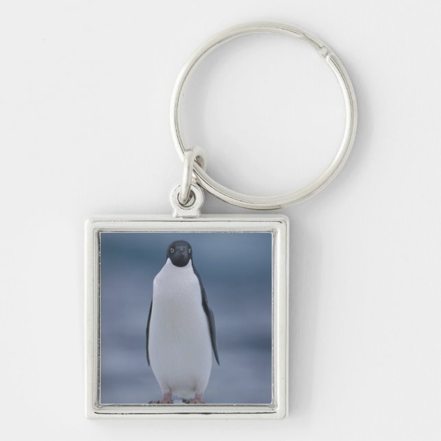 Adelie Penguin on Ice Key Ring (Front)
