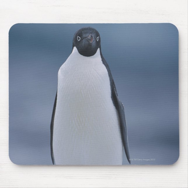 Adelie Penguin on Ice Mouse Pad (Front)