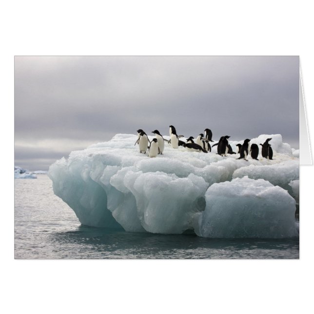 Adelie Penguin Pygoscelis adeliae), (Front Horizontal)