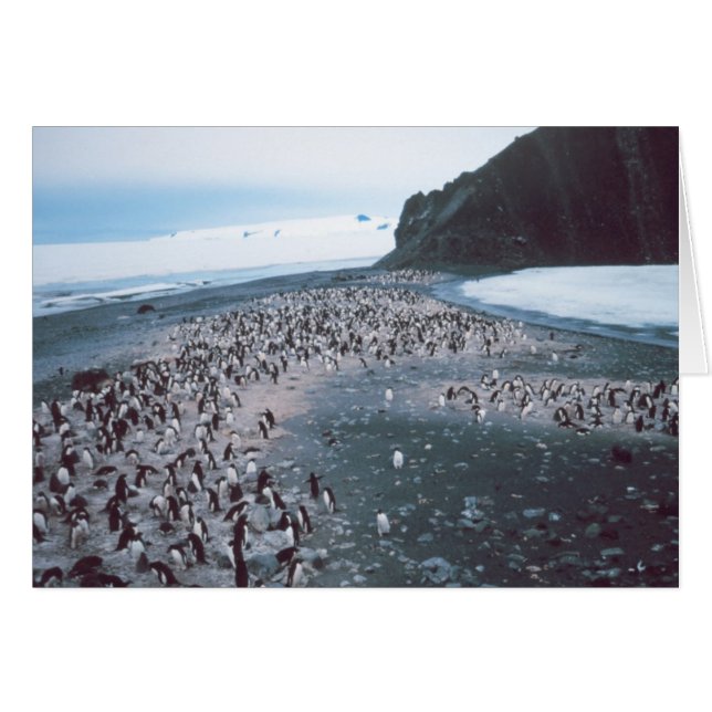 Adelie Penguins (Front Horizontal)