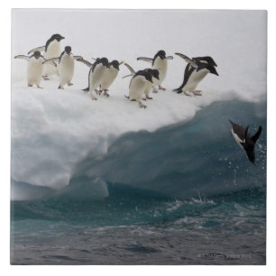 Adelie Penguins diving into sea Paulette Ceramic Tile