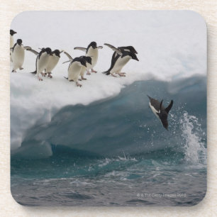 Adelie Penguins diving into sea Paulette Coaster