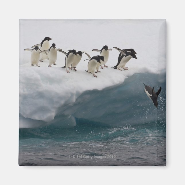 Adelie Penguins diving into sea Paulette Magnet (Front)