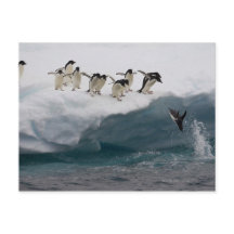Adelie Penguins diving into sea Paulette