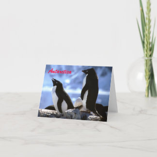 Adelie Penguins in Antarctica Greetings Card