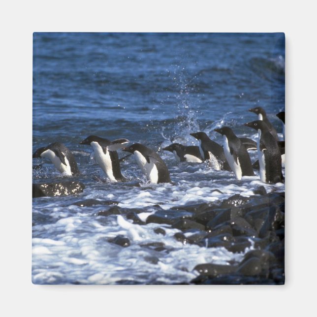 Adelie Penguins Magnet (Front)