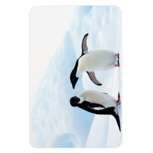Adelie Penguins Magnet