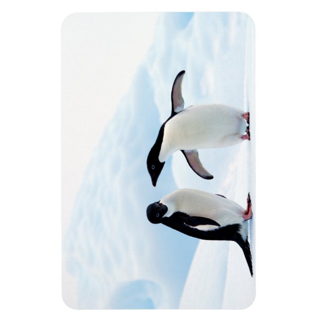 Adelie Penguins Magnet (Vertical)
